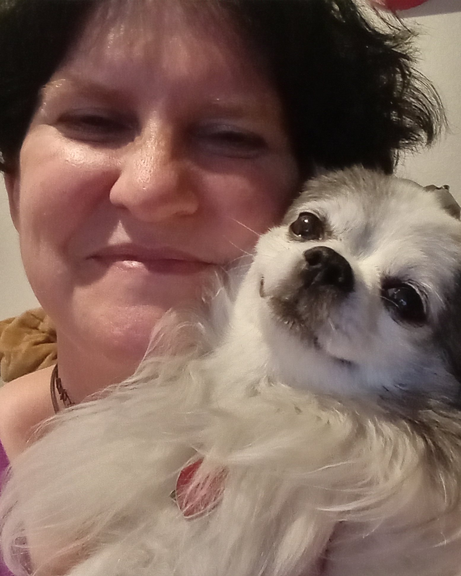 Patches the Long Hair Chihuahuas. Person, Dog, Puppy, Baby