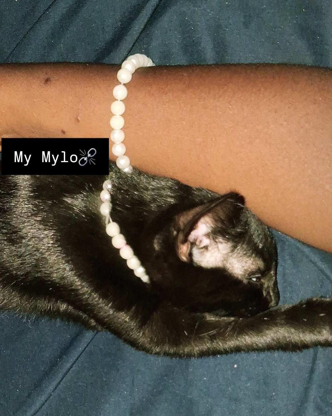 Mylo the Black cat. Accessories, Jewelry, Necklace, Bracelet, Dog, Person