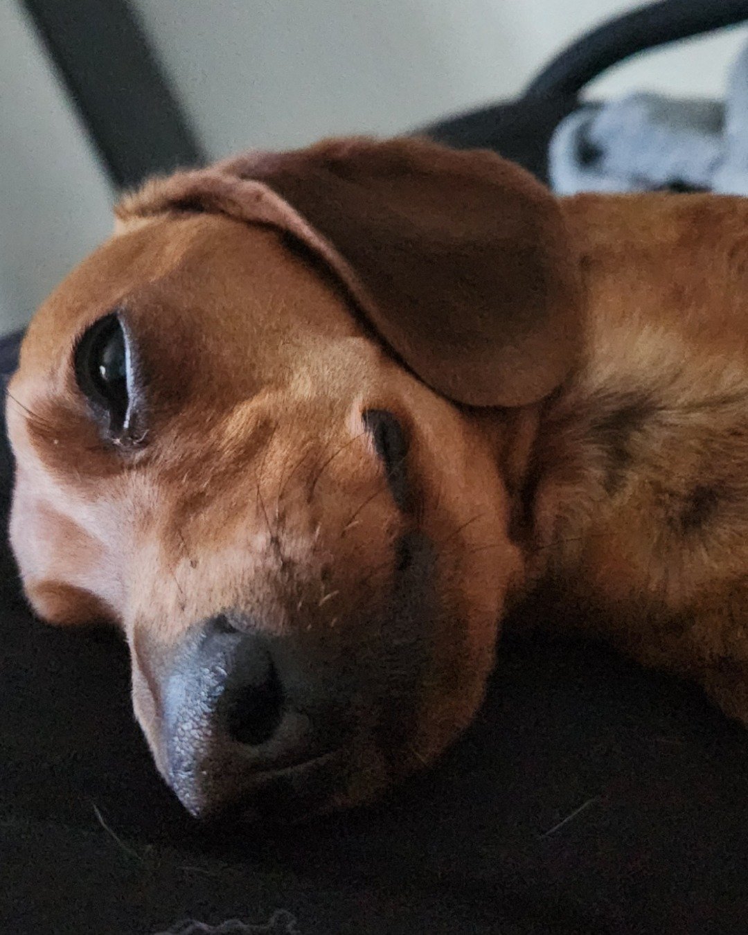 Odin the Miniature Dachshund. Dog, Puppy, Snout, Hound, Person, Sleeping