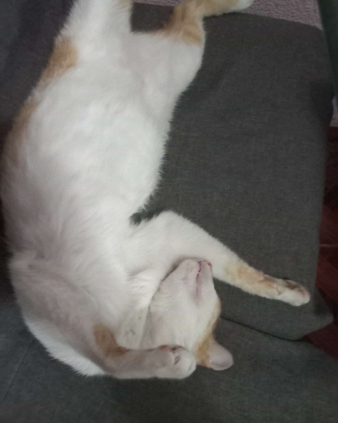 Mango. Person, Sleeping, Couch, Furniture, Cat, Cushion