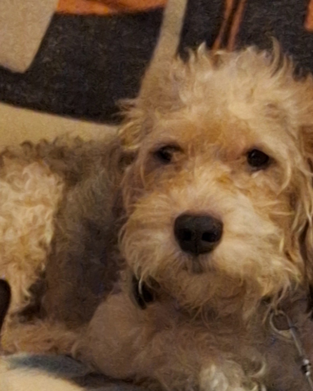 Scruffie the beagle, poodle mix. Dog, Puppy, Poodle