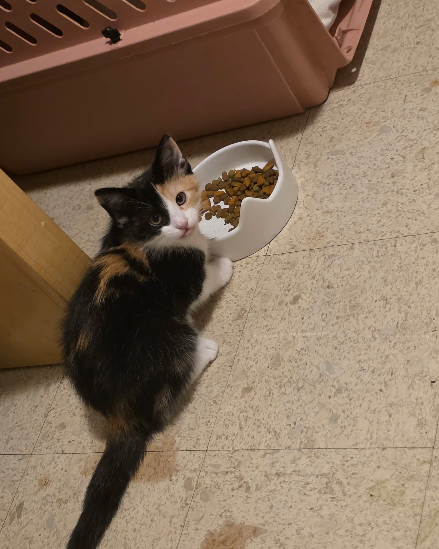 Miles & Blaze the calico. Cat, Kitten
