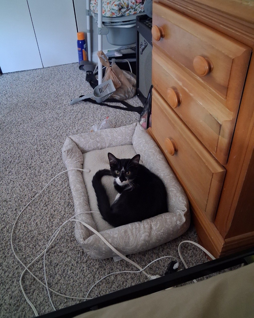 Sebby. Floor, Flooring, Drawer, Furniture, Cat, Indoors
