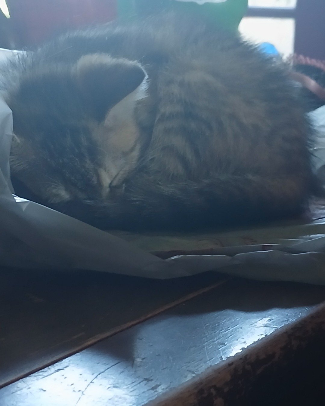 willow the tabby. Person, Sleeping, Cat, Kitten, Furniture
