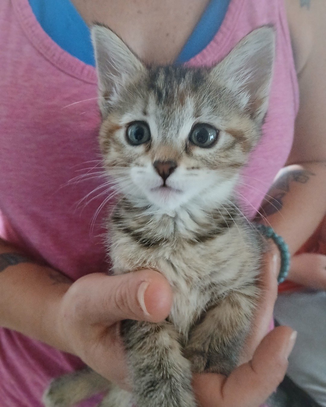 Vanilla Bean Von schweetz the Unknown. Cat, Kitten, Abyssinian