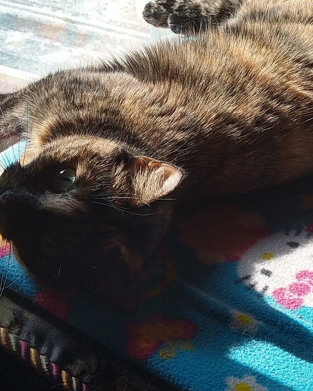 Gizmo. Cat, Manx