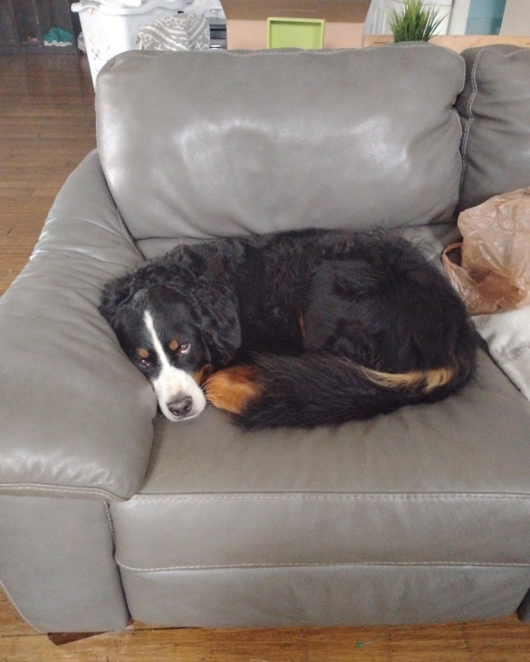 Diva the Bernese mountain Dog. Couch, Furniture, Chair, Dog, Armchair
