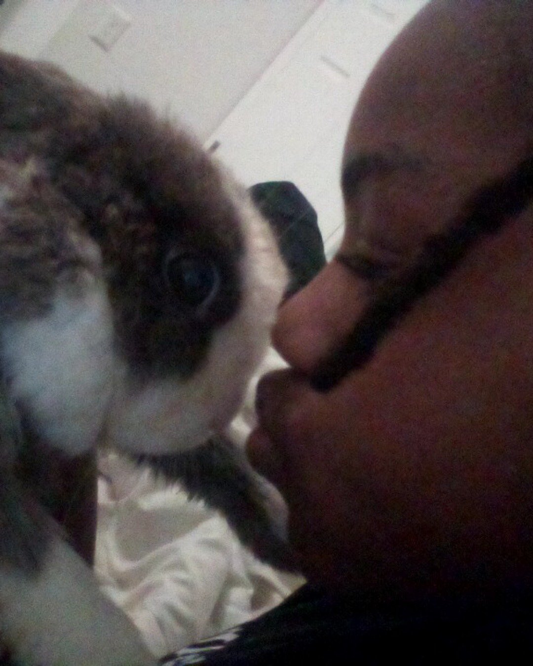 stormy the Dutch dwarf rabbit. Person, Rabbit, Accessories, Glasses, Dog, Puppy