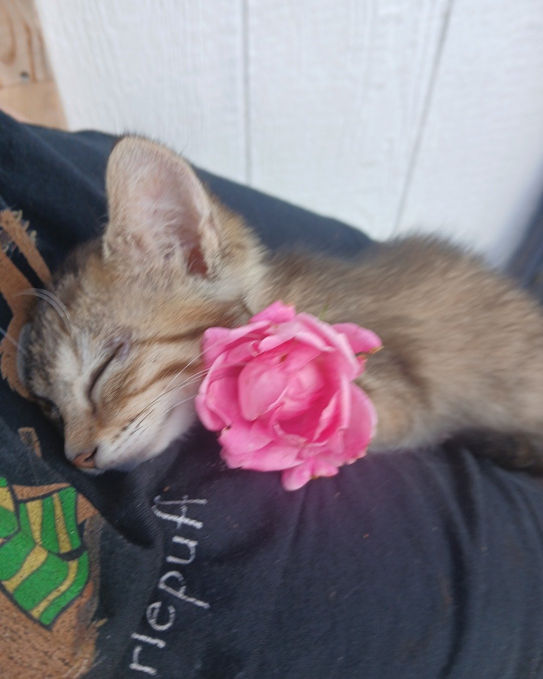 willow the tabby. Flower, Plant, Rose, Petal, Cat, Kitten