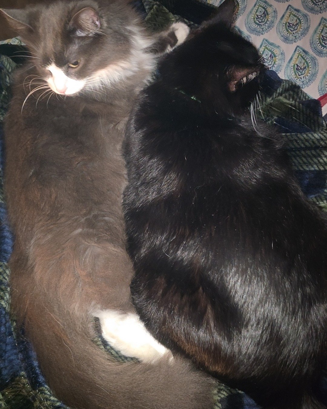 Mr.Pickles the Tuxedo cat. Couch, Furniture, Cat, Kitten