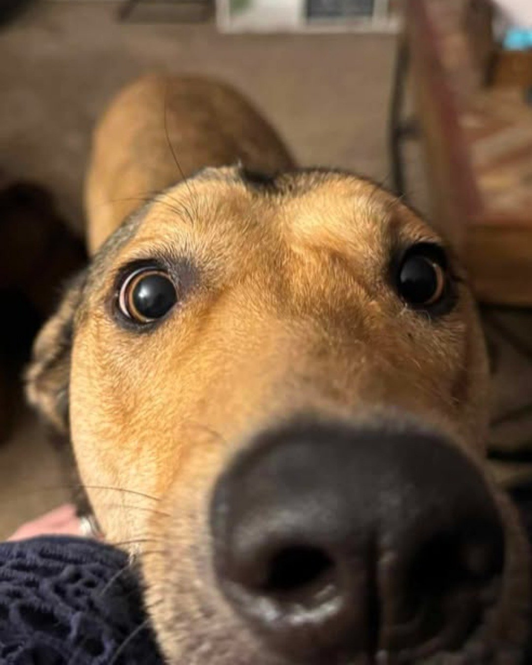 Bosco Stix the Super Mutt. Snout, Dog, Hound
