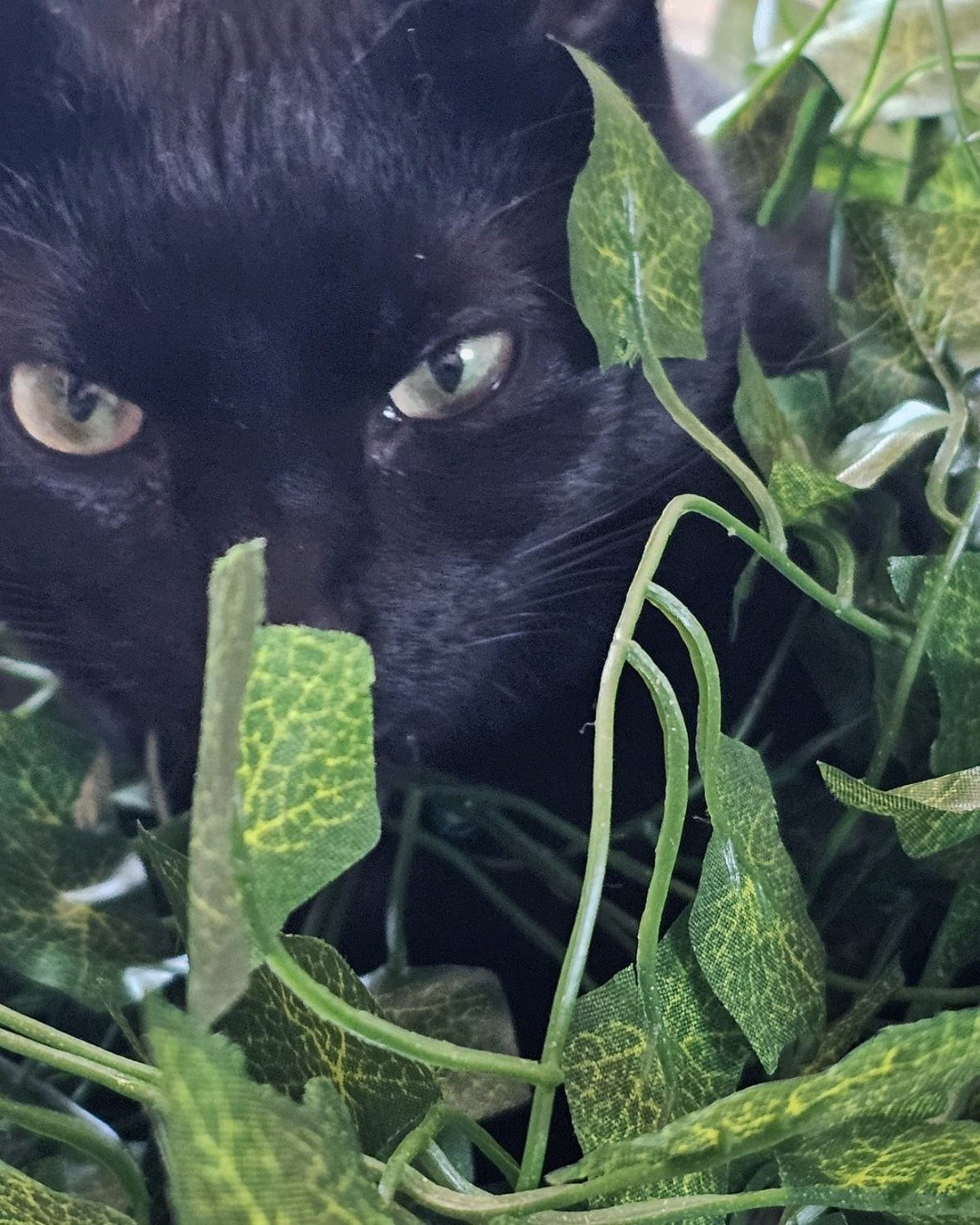 Ventress. Leaf, Plant, Cat, Black Cat