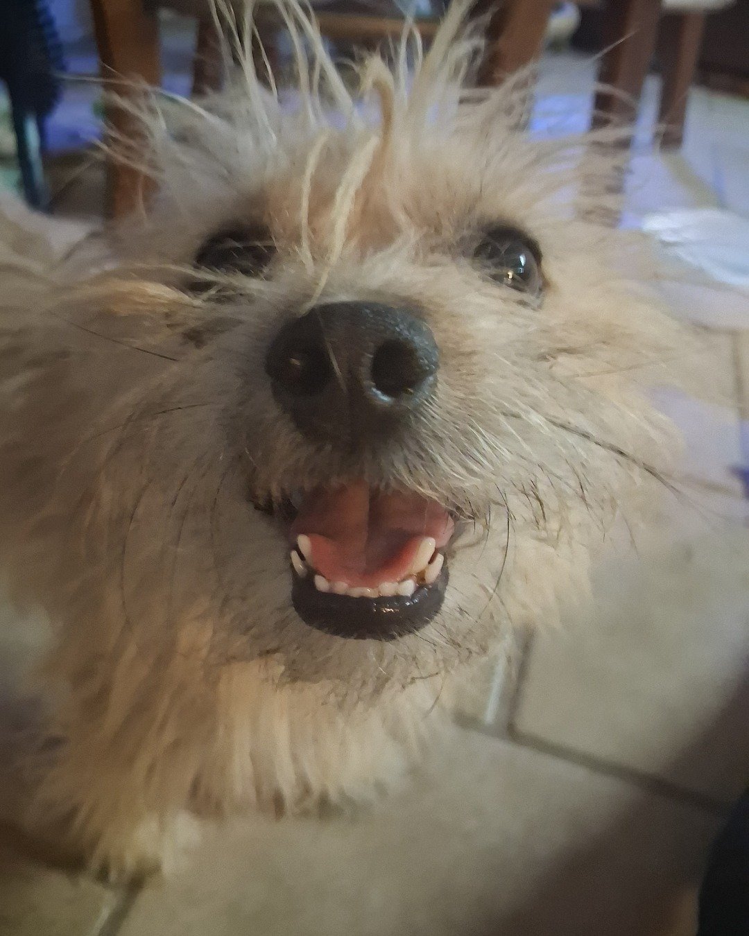 rocky the mut. Dog, Puppy, Body Part, Mouth, Person, Teeth