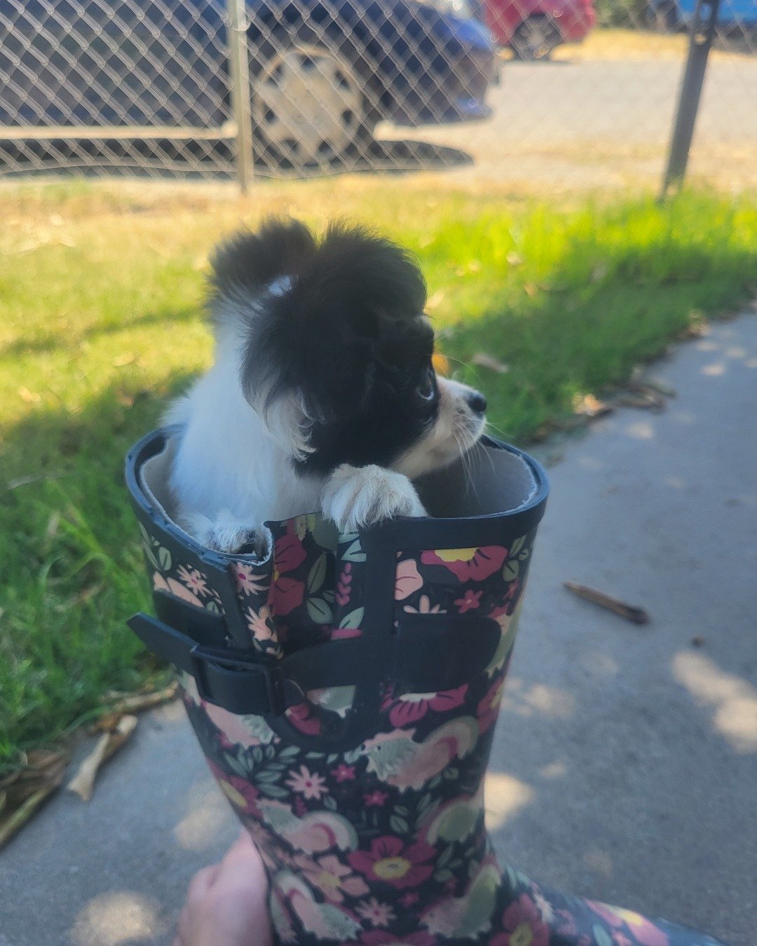 Danny the Long haired Chihuahua. Dog, Puppy, Grass, Plant, Potted Plant, City