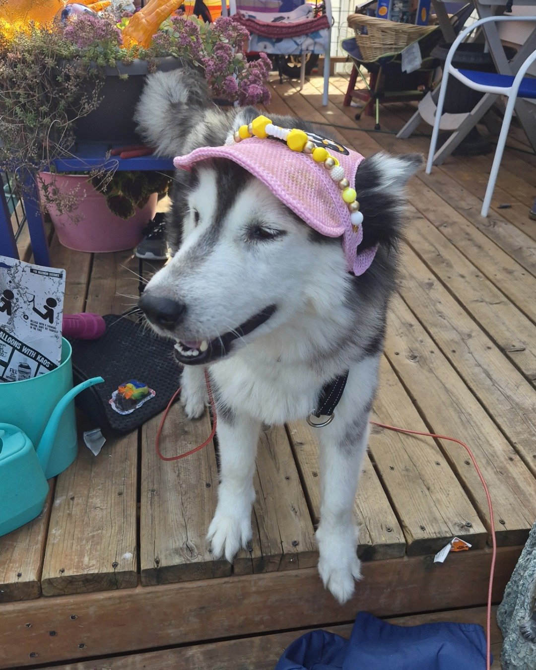 Tasha the Husky/wolf. Plant, Potted Plant, Dog, Husky, Jar, Planter