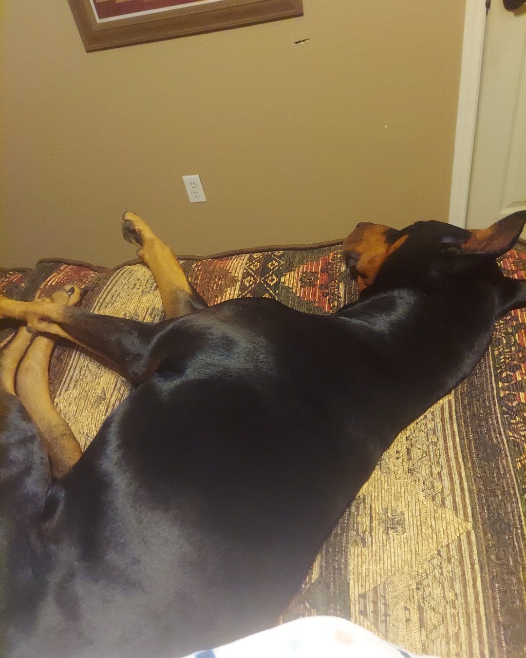 Reacher the Doberman. Dog, Puppy, Person, Sleeping, Indoors, Interior Design