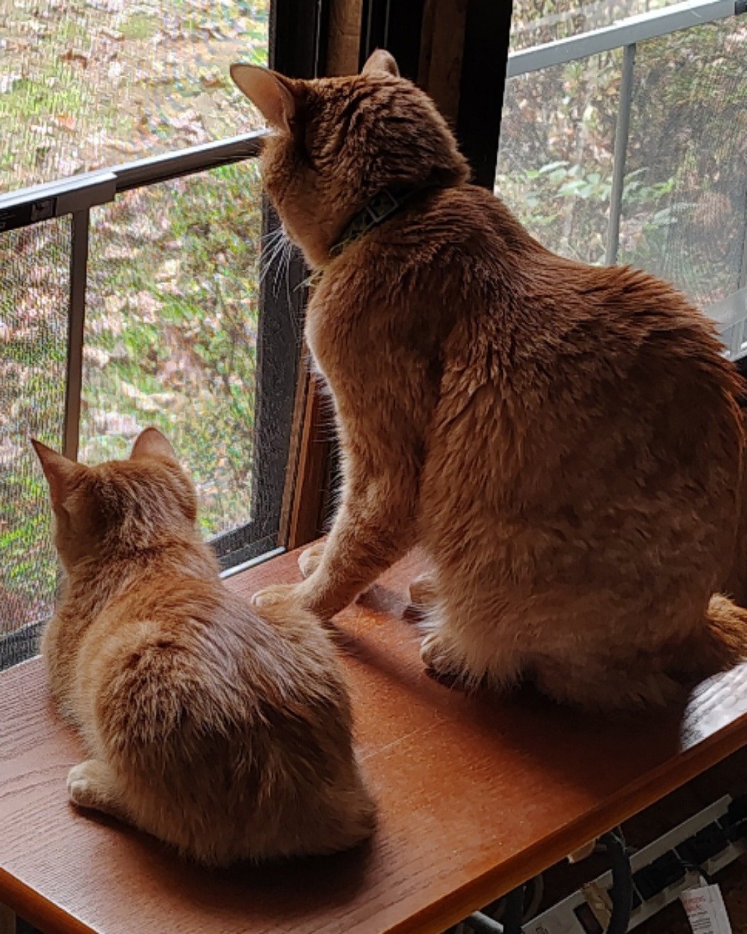 The Ginger Bros the Ginger. Wood, Hardwood, Cat, Window, Manx, Windowsill