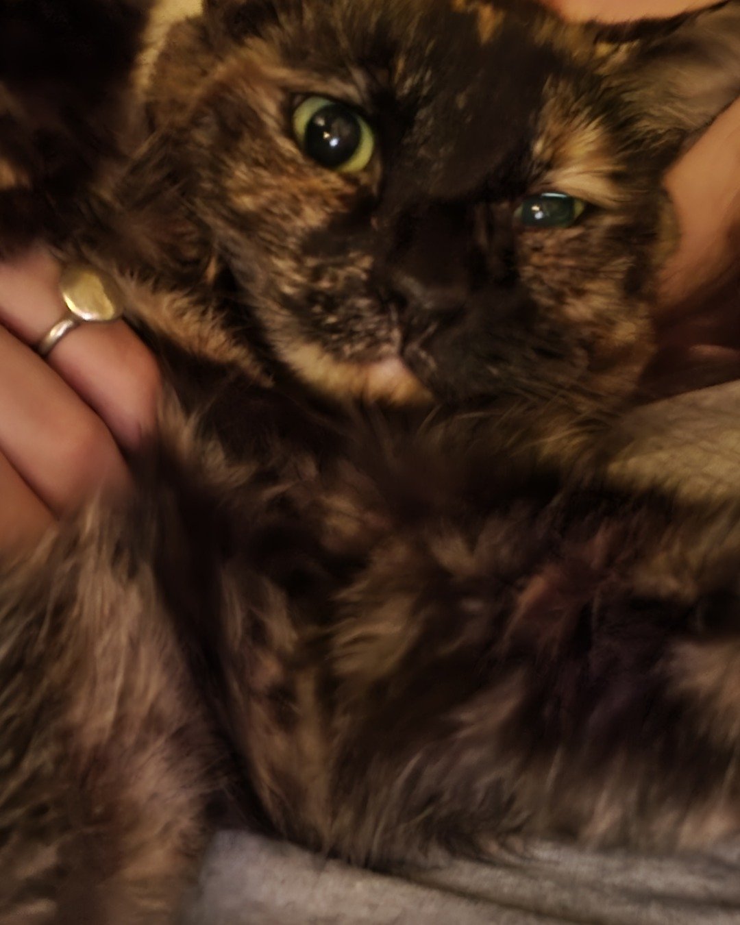 Celestine. Cat, Kitten, Body Part, Finger, Hand, Person