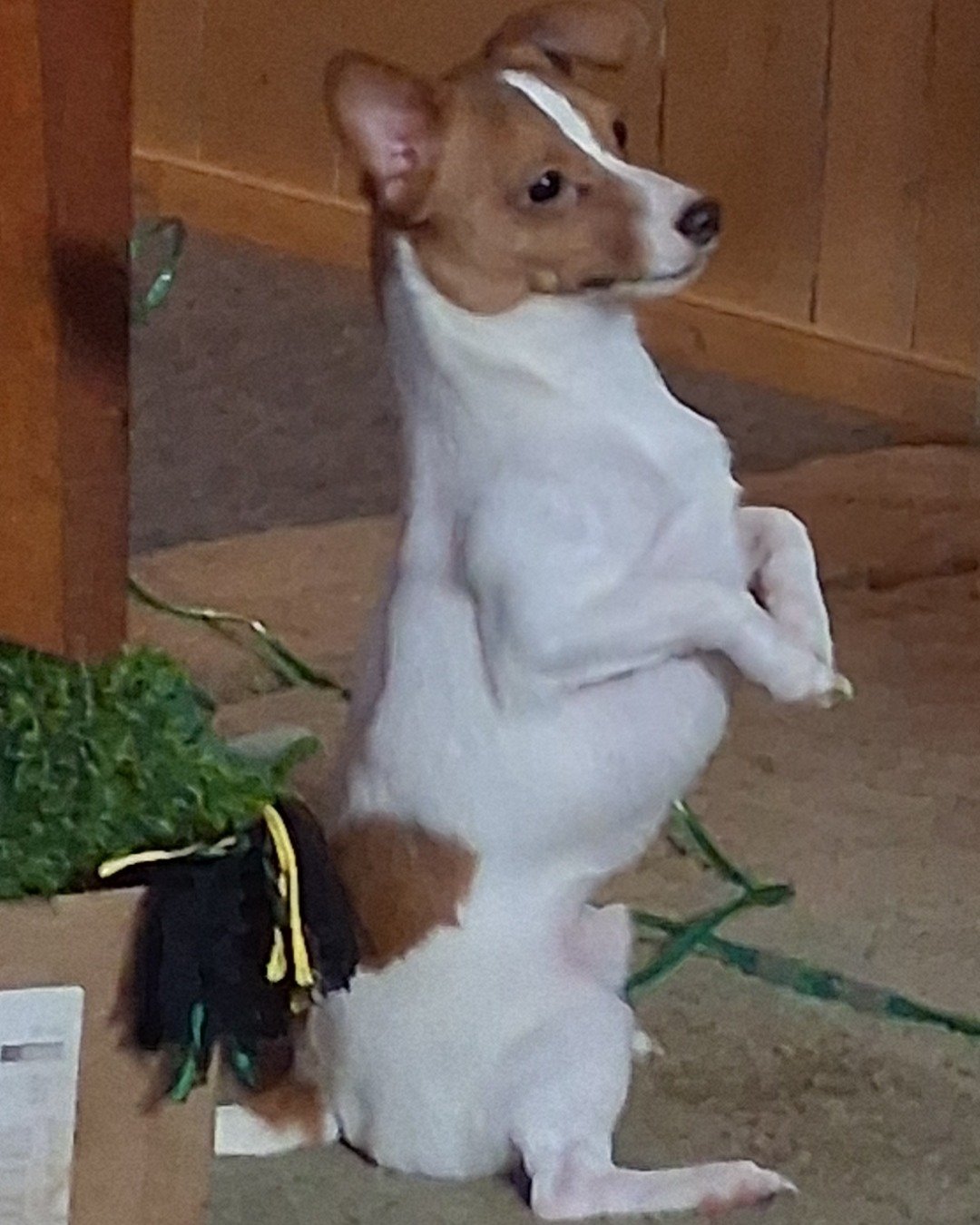 Peanut the Chihuahua Jack Russle. Plant, Potted Plant, Accessories, Strap, Dog, Puppy