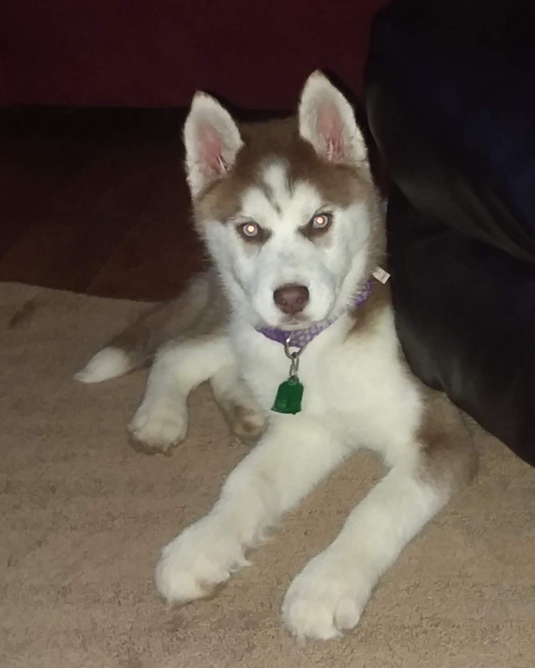 Hela Bella the Siberian Husky. Dog, Husky, Puppy