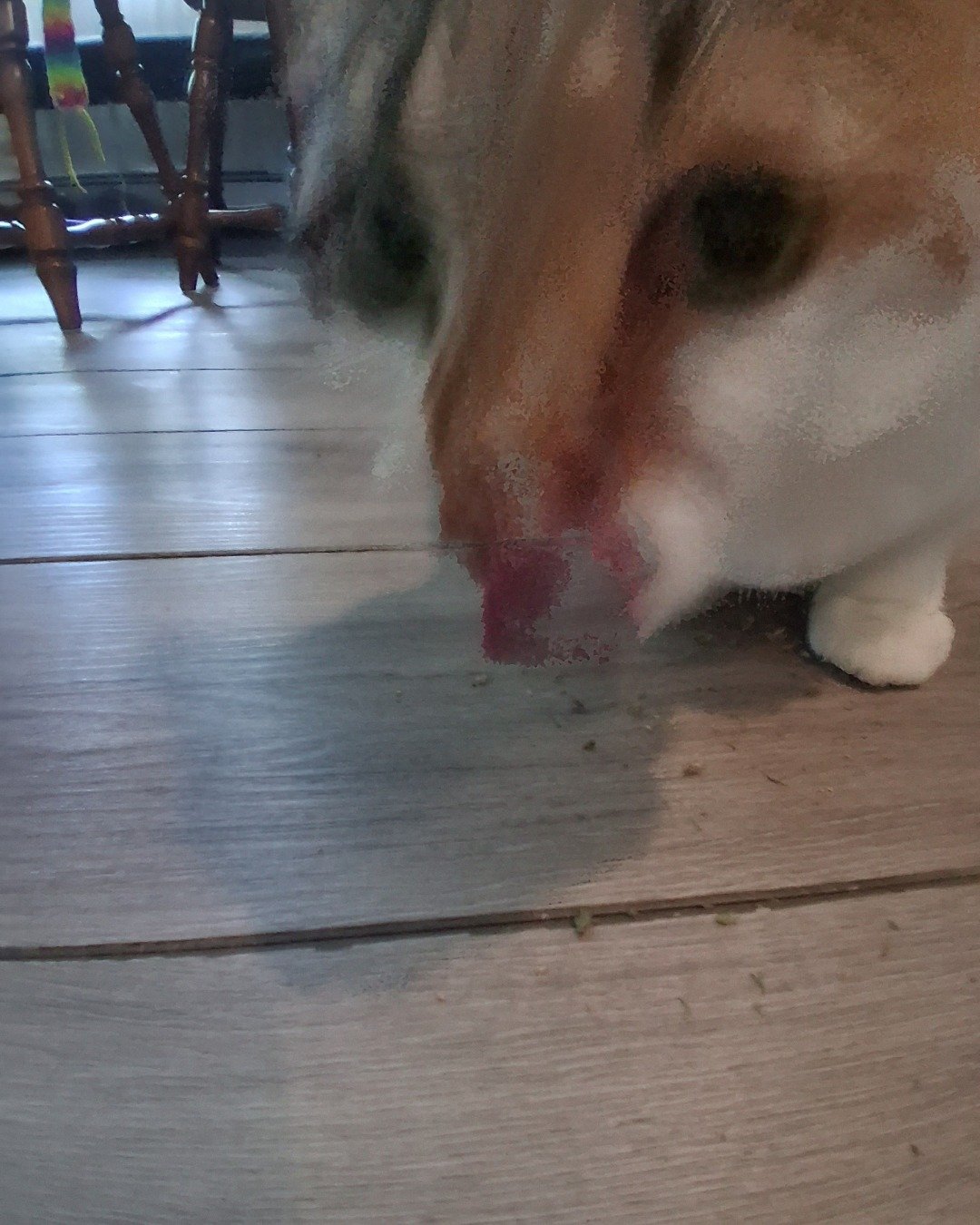 Callie the Calico maincoon. Wood, Floor, Flooring, Hardwood, Dining Table, Furniture