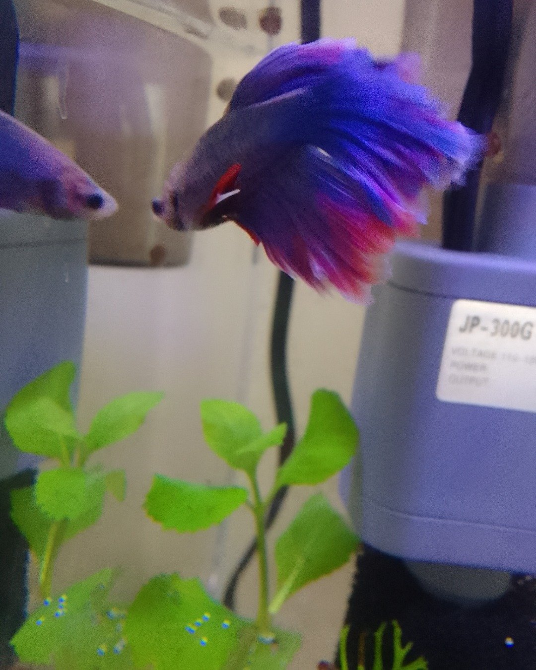 Todd the Betta fish. Aquarium, Fish, Sea Life, Water, Aquatic, Purple