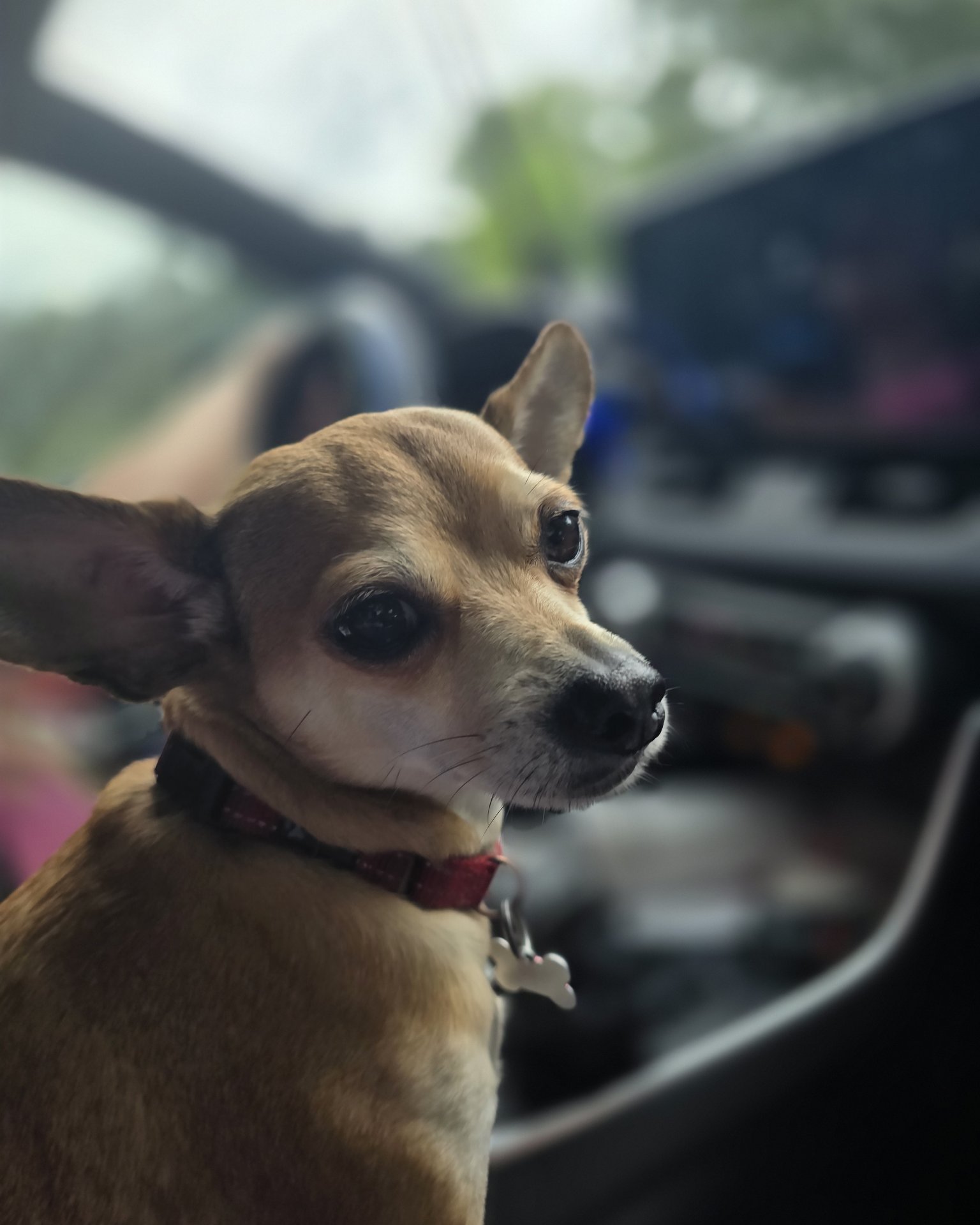 peanut butter (pb) the rat terrier chihuahua mix. Dog, Puppy, Chihuahua