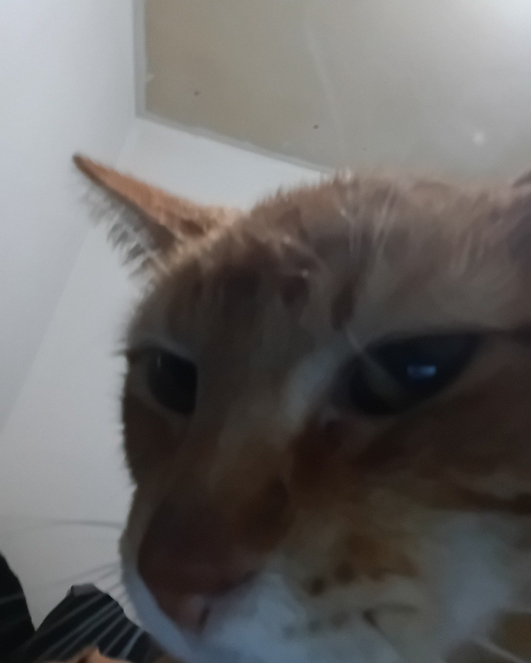 Pumpkin. Cat, Kitten