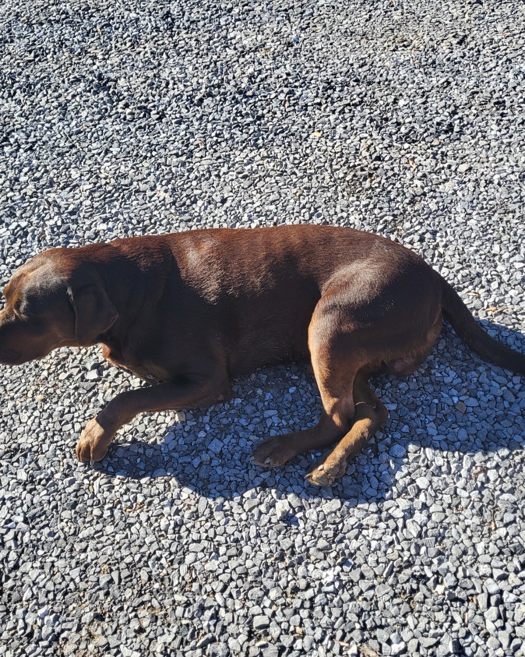 Roscoe the chocolate lab. Road, Pebble, Gravel, Dog, Hound, Puppy