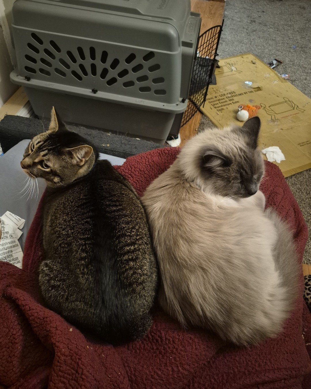 Scylla, Michi the Tabby, Siamese Mix. Couch, Furniture, Cat, Kitten