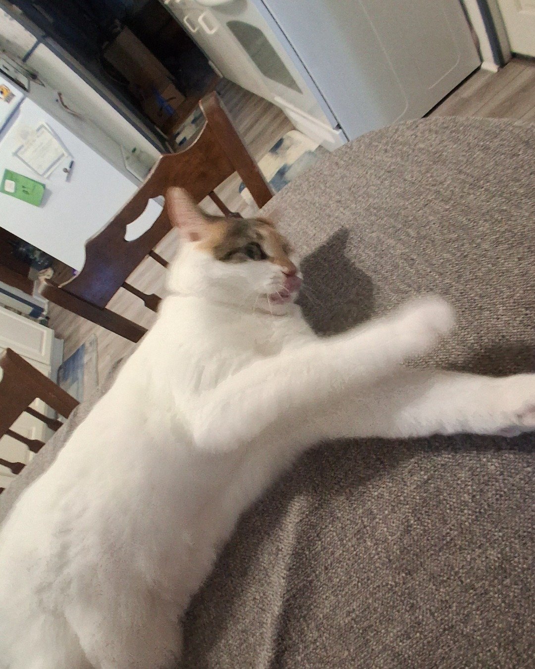 Callie the Calico maincoon. Floor, Flooring, Dining Table, Furniture, Table, Wood
