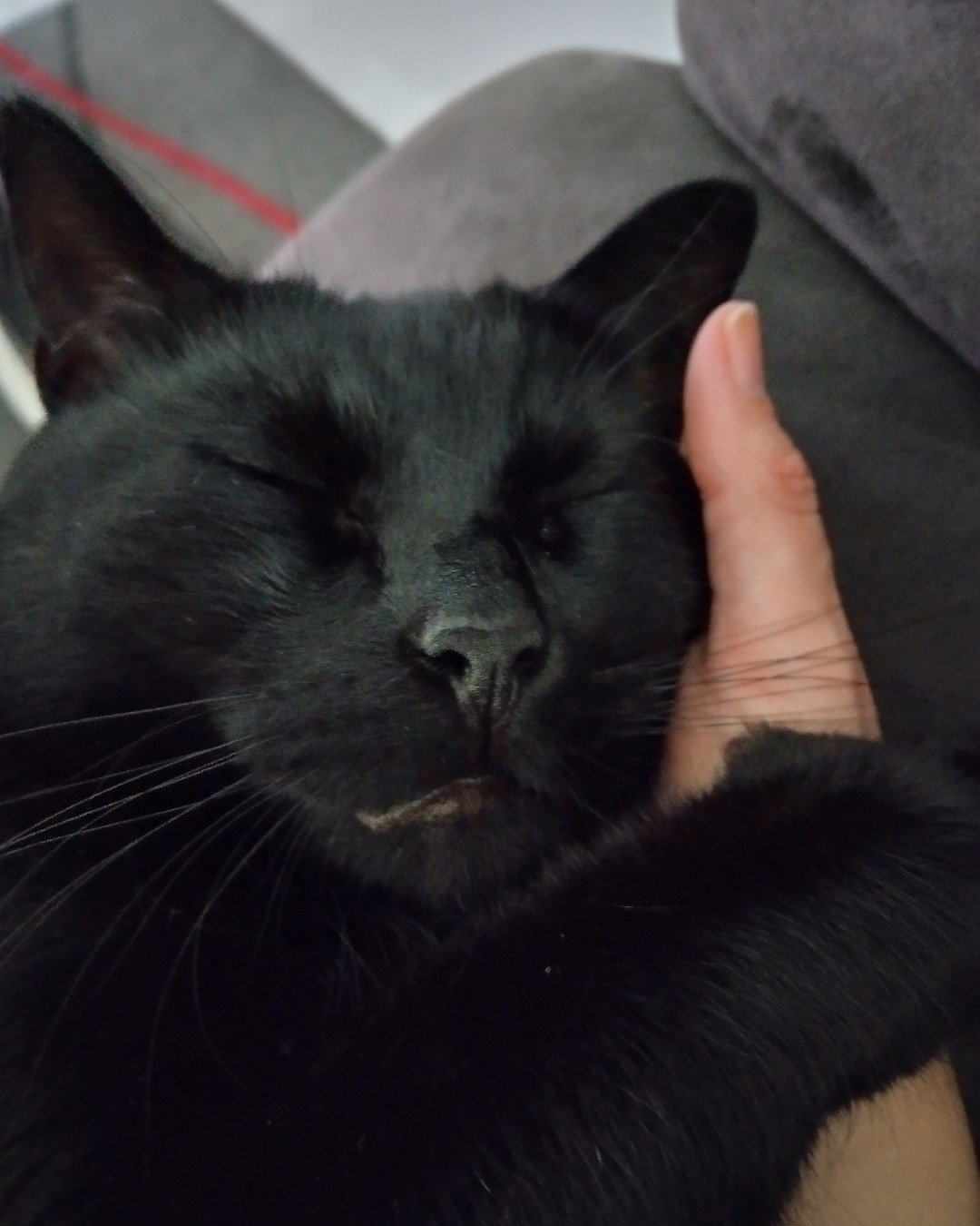 Binx 🖤  (Thackery Binx). Cat, Body Part, Finger, Hand, Person, Black Cat