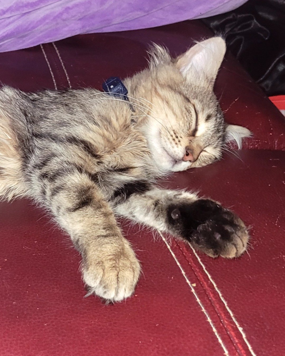 Derek the tabby. Person, Sleeping, Cat, Kitten, Purple, Couch