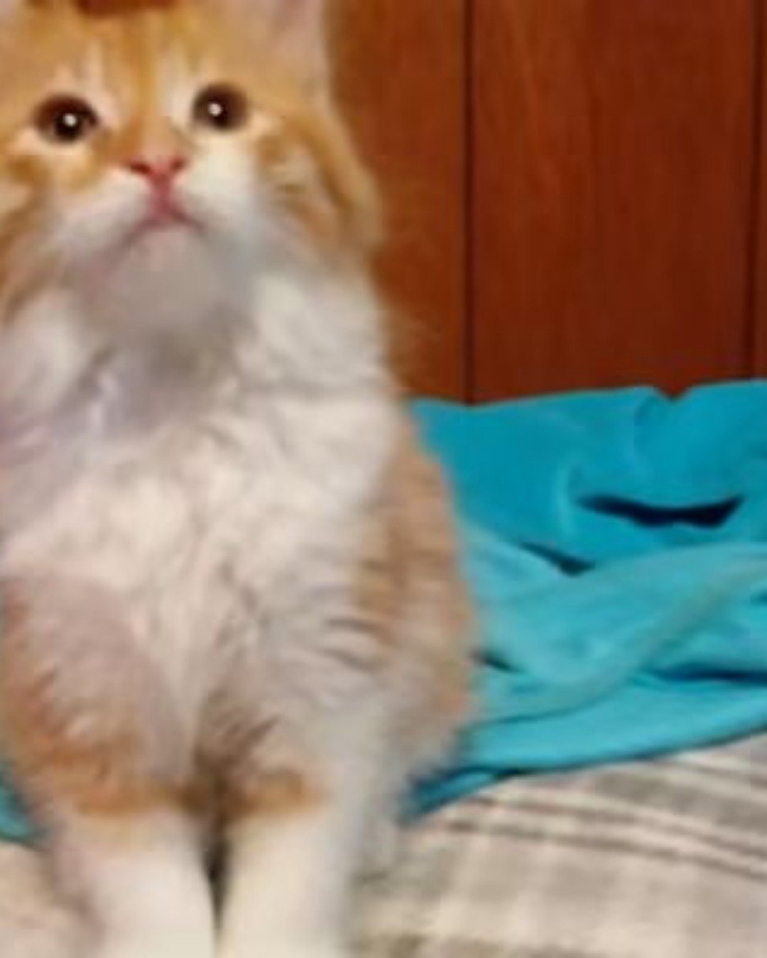 Lucky. Cat, Kitten