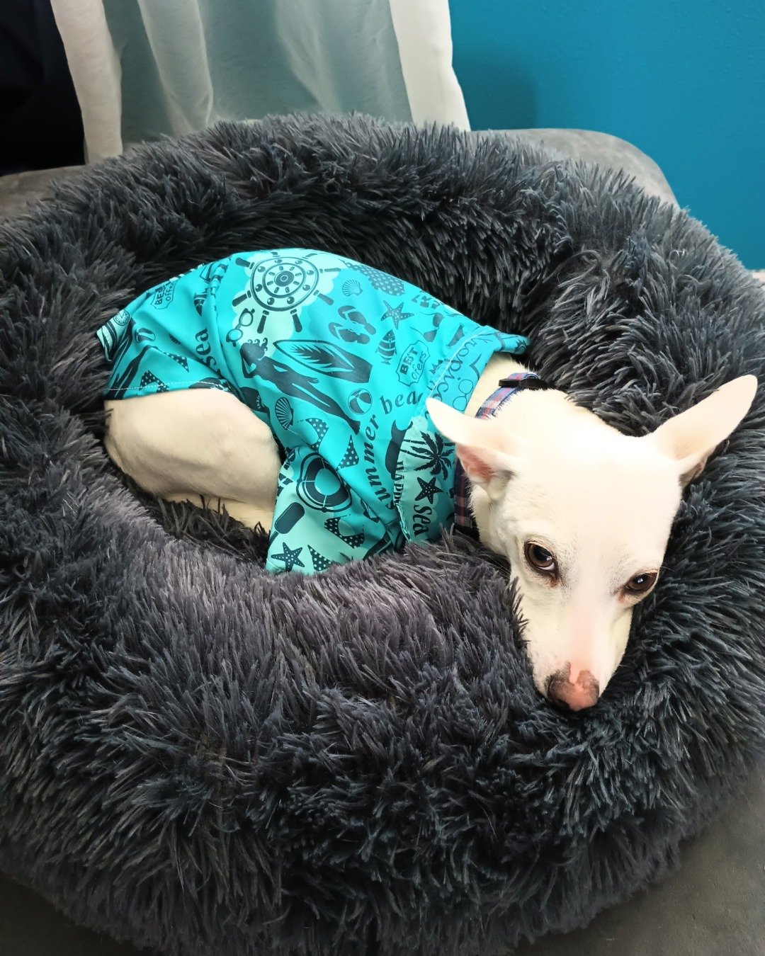 Zero the Chihuahua, Jack Russel mix. Dog, Dog Bed