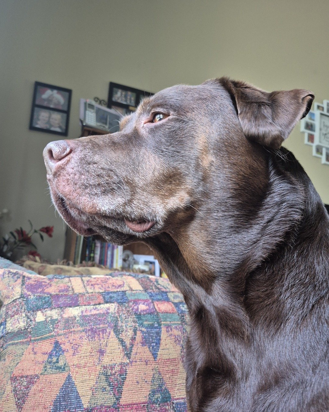 Roscoe the chocolate lab. Couch, Furniture, Dog, Labrador Retriever, Photo Frame, Cushion