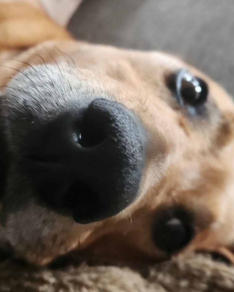 Stitch the RhodesIan ridgeback. Snout, Dog, Puppy, Hound
