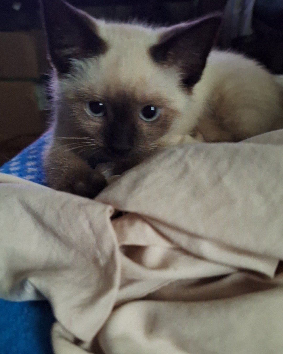 Nova the simese. Cat, Siamese