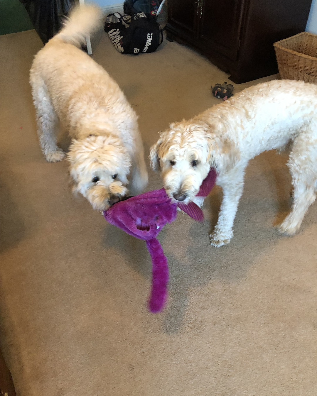 Bria the Goldendoodle