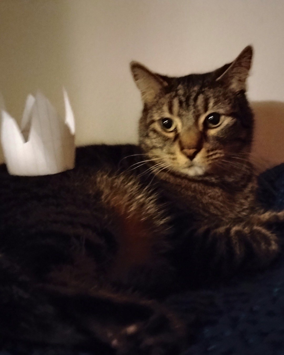 snickers the tabby. Cat, Kitten, Abyssinian