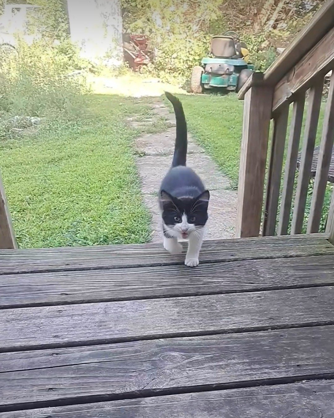 Bramble. Architecture, Building, House, Housing, Porch, Cat
