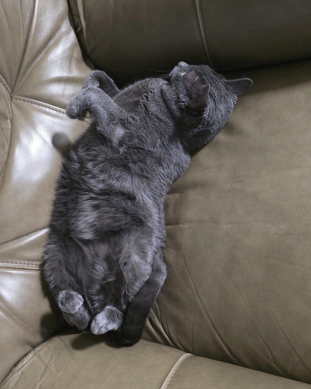 Cotton the Korat. Couch, Furniture, Cushion, Home Decor, Person, Sleeping