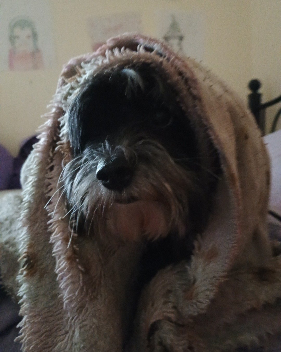 Oreo the shi zu. Dog, Person