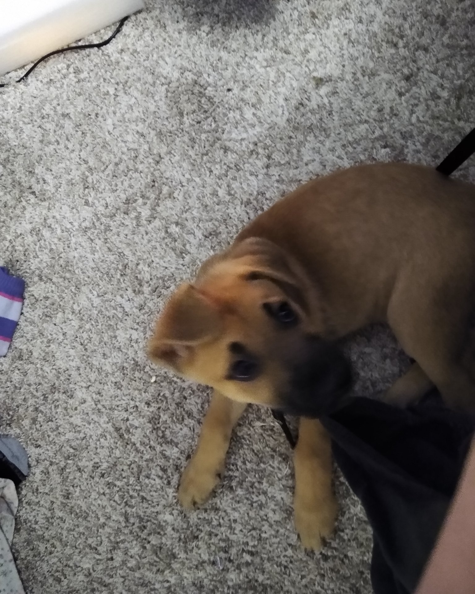Thor da goober the Bull massif German shepherd mix. Dog, Puppy, Hound, Floor