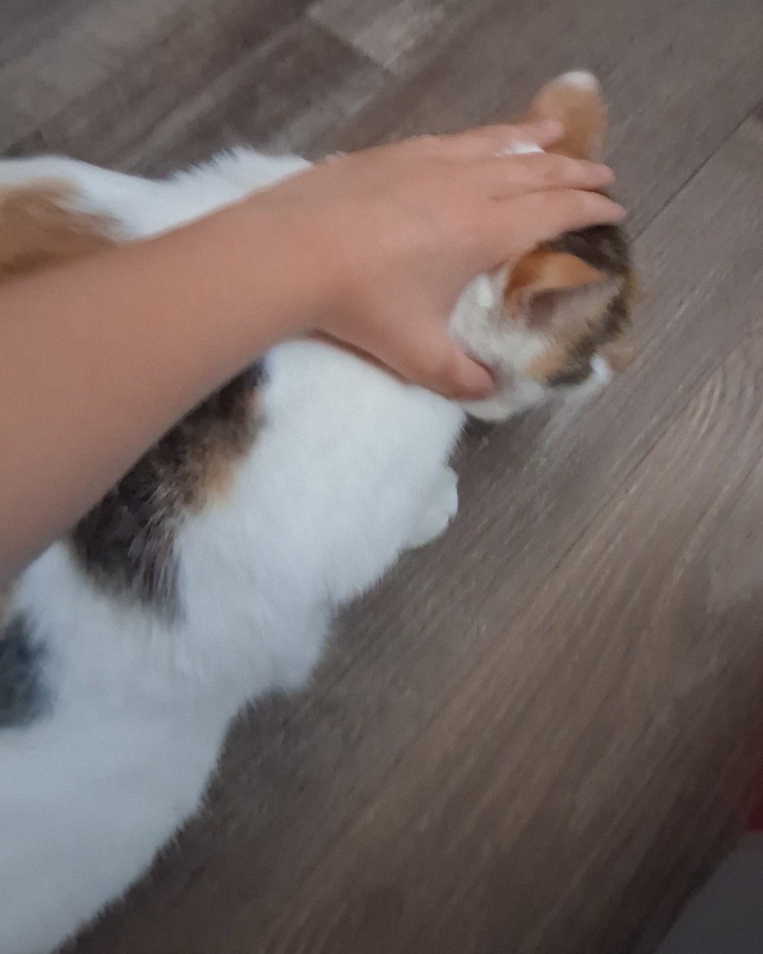 Callie the Calico maincoon. Cat, Kitten, Indoors, Interior Design, Wood, Floor