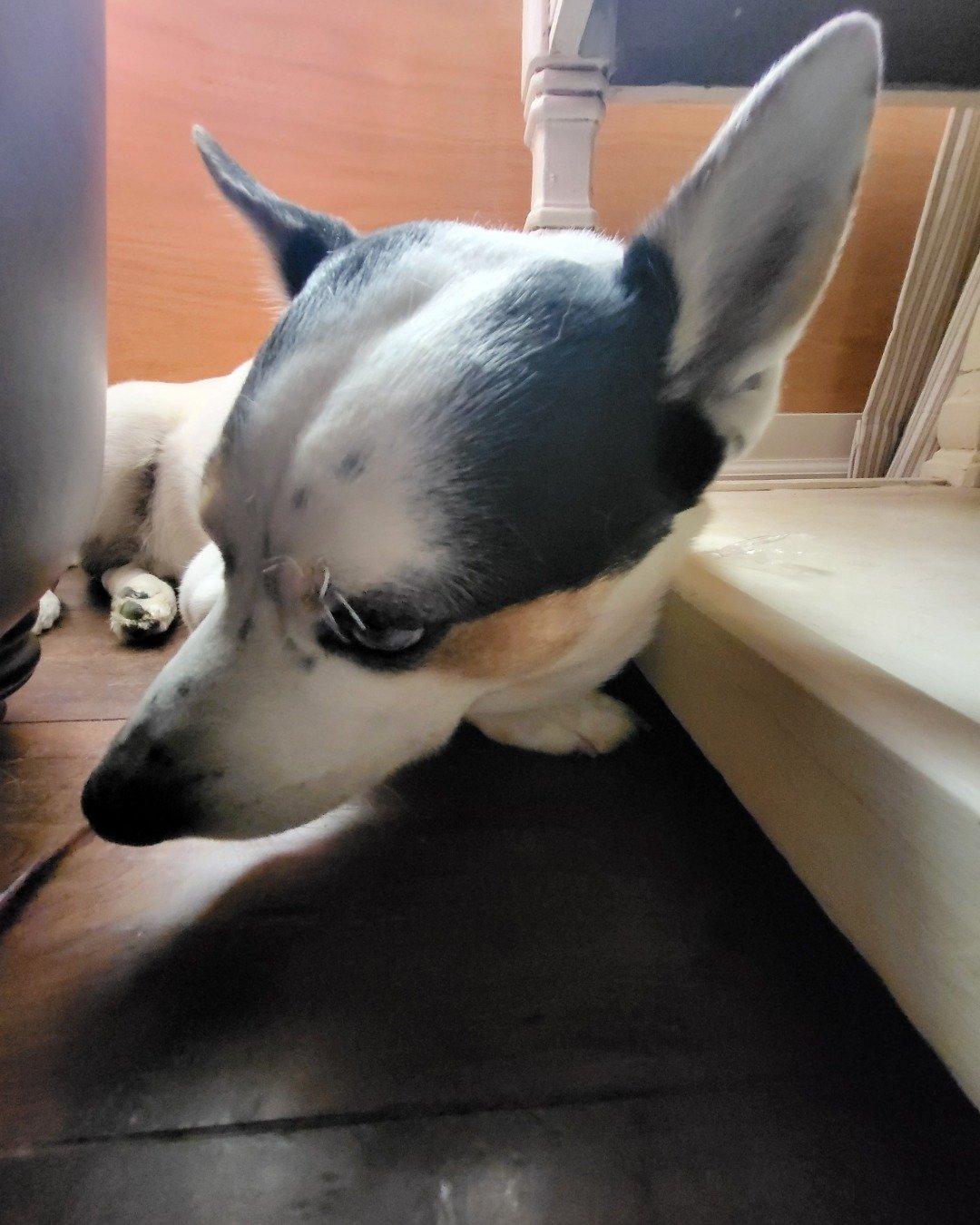Billy the 1/4 Chihuahua 3/4 Queensland healer. Dog, Puppy, Indoors, Interior Design, Hound