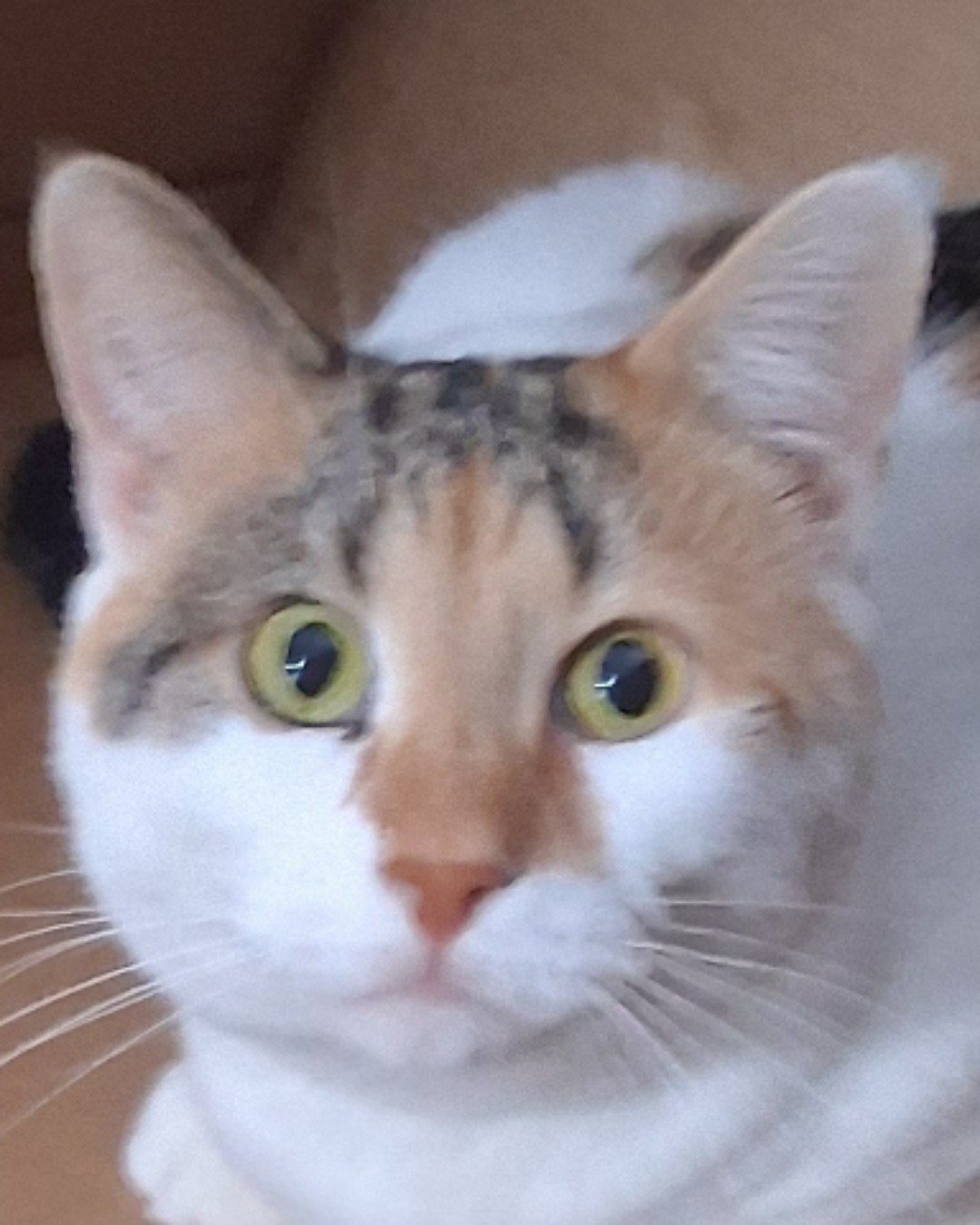 Callie the Calico maincoon. Cat, Abyssinian