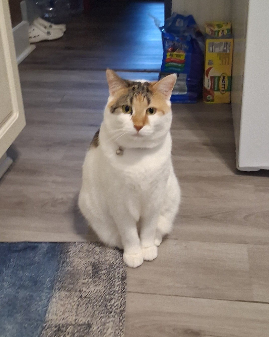 Callie the Calico maincoon. Floor, Flooring, Wood, Hardwood, Cat, Indoors