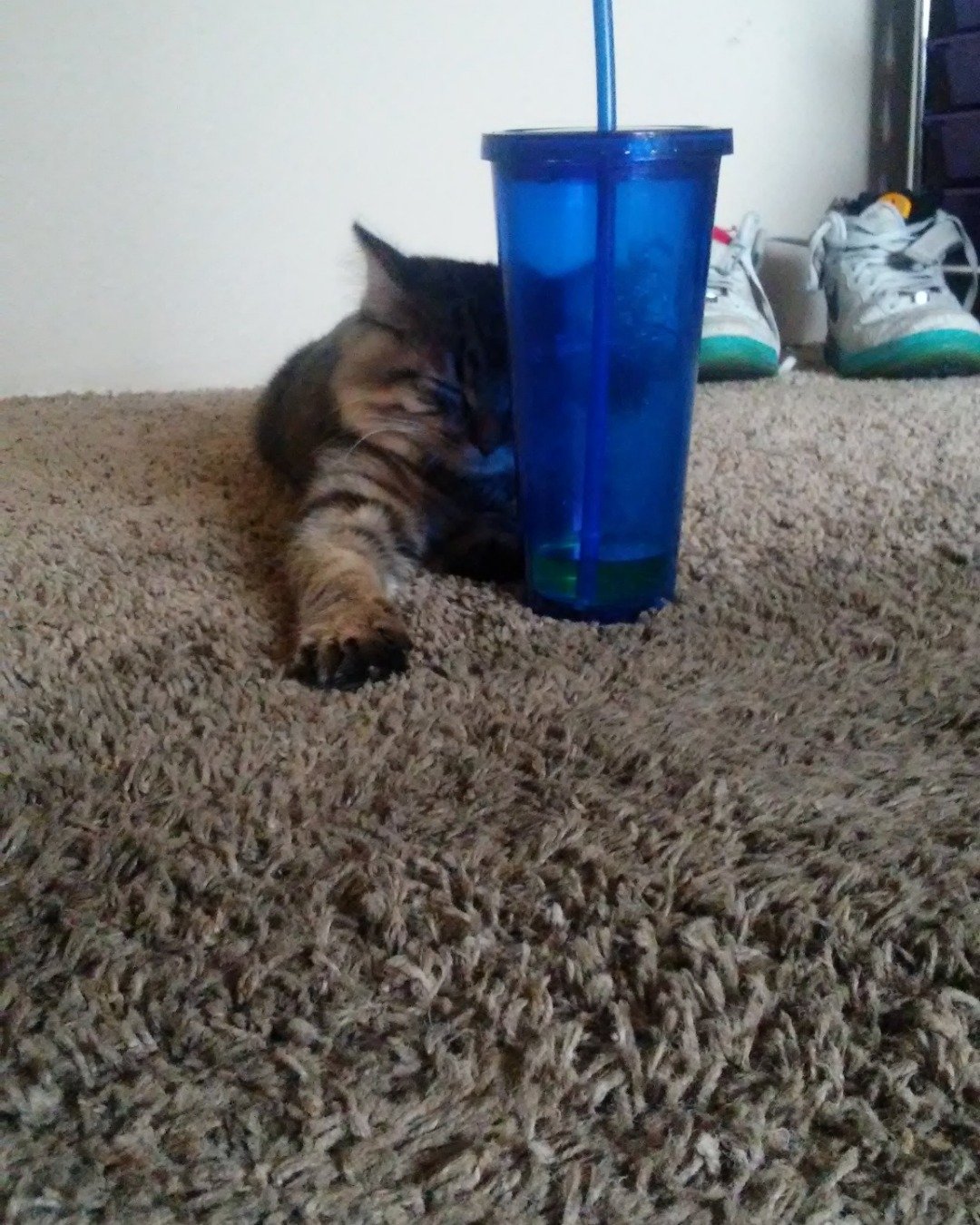 Booey; Baby Boy; Ka-Booey; Boo-Titters the MaineCoon Mix, Tabby. Clothing, Footwear, Shoe, Plant, Potted Plant, Floor