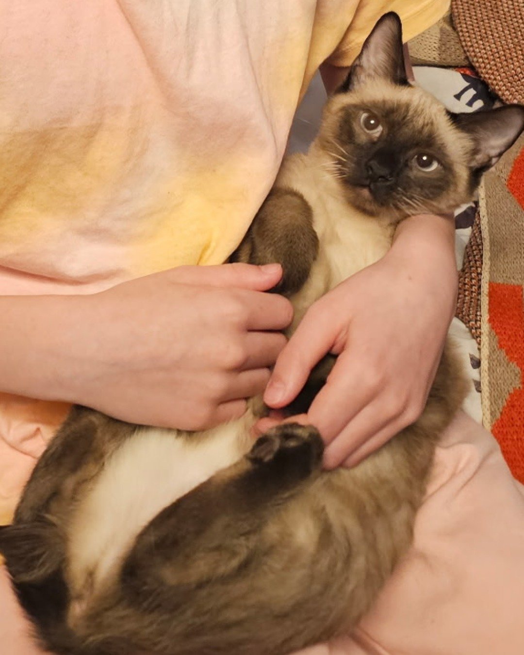 stub tail Stella🙃😎 (twin of Luna) the Siamese. Cat, Siamese